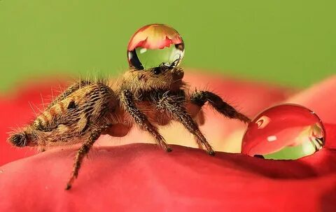 Jumping Spider Water Hat Is Just a Spider With Water On His 