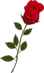 Rose Clipart Long Stem - Single Long Stem Red Rose - Png Dow