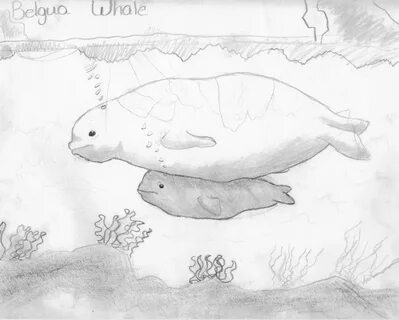 Beluga Whale Drawing - Cliparts.co