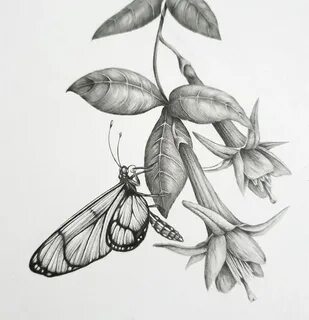 Glasswing butterfly. Pencil drawing be Kerry Jane Pencil dra