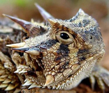 The Horny Toad is a regal guy Horned lizard, Lizard, Reptile