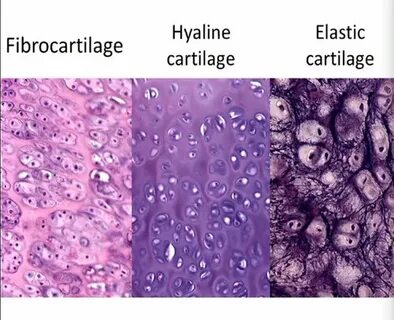 Histology of Cartilage & Bone Flashcards Quizlet