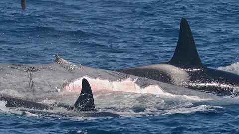 Gory footage confirms orca pods can kill adult blue whales S