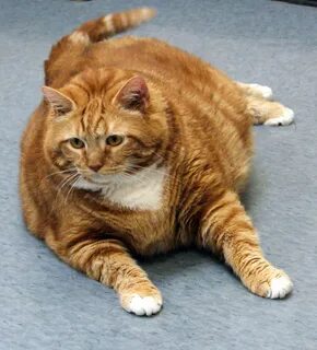 Fat cat in Texas slims down from 41 to 19 pounds - mlive.com