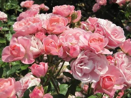 Роза кустовая флорибунда (77 фото) - фото - картинки и рисун