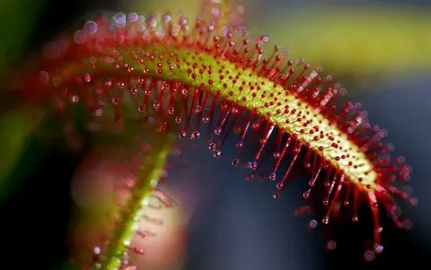 Android İndirme için Venus Fly Trap Live Wallpaper APK