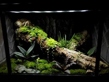 Лягушки Древолазы Aquascape, Reptile terrarium, Aquascape aq