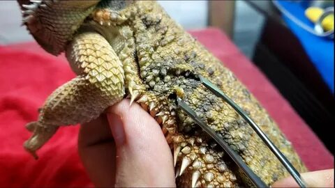 Neglected Dying Bearded Dragon RESCUE Day 3 Bad Stuck Shed C