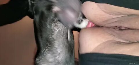 Guy cums in dogs pussy - Best adult videos and photos