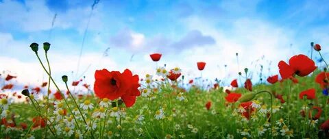 Beautiful poppy and daisies field . 