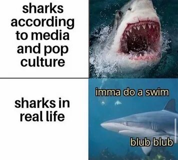 Shark Jokes For Adults Related Keywords & Suggestions - Shar