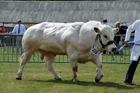 Inside the mutant 'double muscle' pigs & cows being bred to 