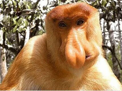 Proboscis monkey - Album on Imgur