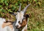 Goat Horns Pépito - Free photo on Pixabay