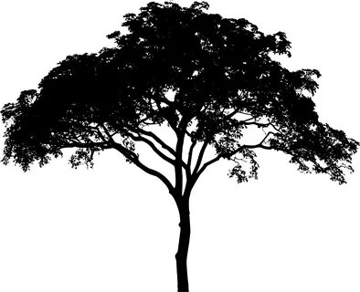 Free photo: Tree Silhouette - Black and white, Black-and-whi