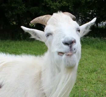 Billie Goat Related Keywords & Suggestions - Billie Goat Lon