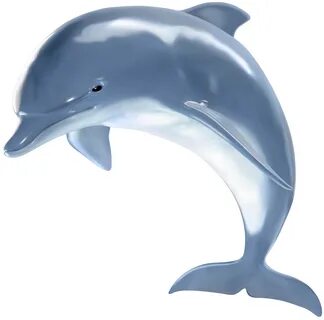 Download High Quality Dolphin Clipart Realistic Transparent 