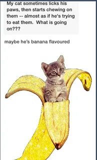 Banana cat - Meme subido por stripesobcpo :) Memedroid
