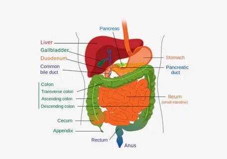 A Diagram Of The Lower Gastrointestinal Tract - Human Digest