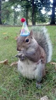 Squirrel funny, Squirrel pictures, Happy birthday squirrel