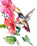"Hummingbird and Hibiscus Flowers" by surenart Redbubble