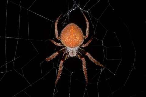 File:Tropical orb weaver (Eriophora ravilla).jpg - Wikimedia