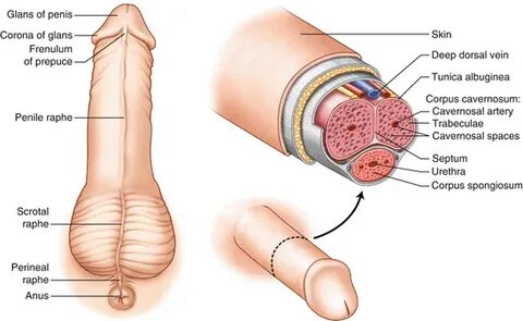 Uncircumcised Penis Problems Short Frenulum hotelstankoff.co