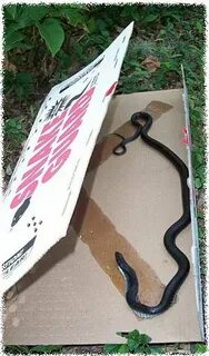 Snake Glue Trap
