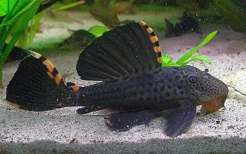 Pleco Three Beacon Plecostomus Plecostomus, Tropical fish, A