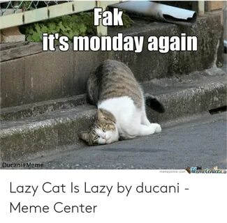 🐣 25+ Best Memes About Monday Cat Meme Monday Cat Memes