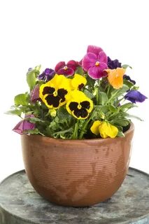 Potted pansies stock image. Image of plant, hybrid, pansy - 