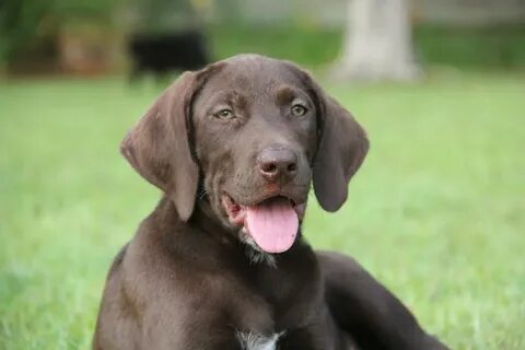 German Shorthaired Lab (German Shorthaired Pointer x Lab mix