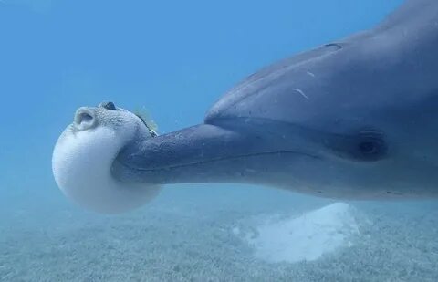Дельфины сознательно поедают рыб фугу, чтобы получить наркот