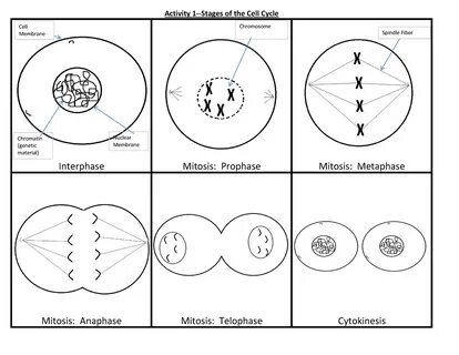 Cell Cycle Student Worksheet Answer Key - The Amoeba Sisters