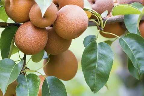 Japanese pear tree images