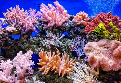 Best Corals for Beginners (Soft, LPS, SPS) - AquaticStories