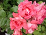 Роза флорибунда вайкики (69 фото)