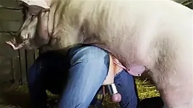 Boar fucking a dude in his ass in this beastiality barn scen