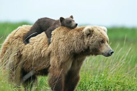 bears, Brown, Bear, Cubs, Two, Animals Wallpapers HD / Deskt