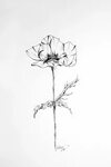 Floral Poppy Illustration in ink Black and white minimalist 
