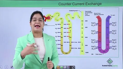 Excretory system - Counter current mechanism - YouTube