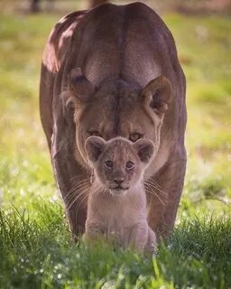 Pin by Ivan on Állatkák Lioness and cubs, Animals, Animal pi