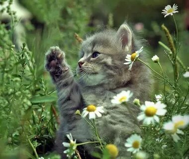 Pin von Tamara Tolliver auf Kittens Schönen katzen, Süßeste 