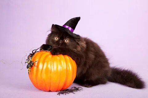 Обои Пушистый черный кот с тыквой на Хэллоуин " Скачать крас