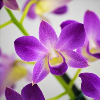 Buy Dendrobium Orchid Purple Mix online at cheap price - Ind