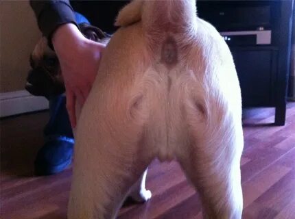 Daily Lazy: Jesus Christ spotted on dog’s butt