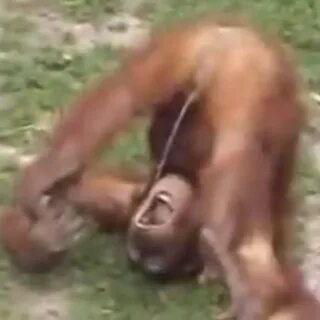 Monkey Piss Mouth - YouTube