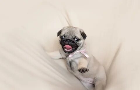 Pug Wallpaper: backgrounds hd for Android - APK Download