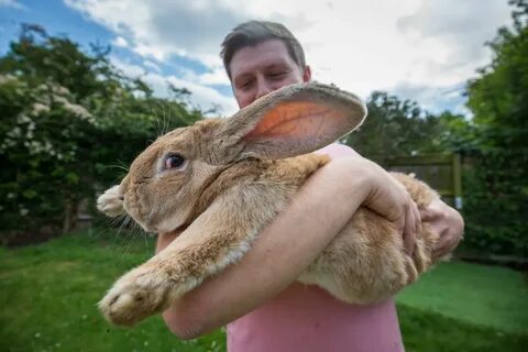 Rabbits: Habits, diet & other facts Live Science