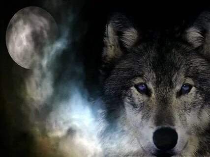 Pin by Carmen London on Wolves Wolf spirit, Wolf life, Wolf 
